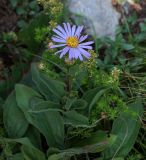 Aster bessarabicus