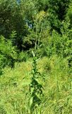 Sonchus palustris