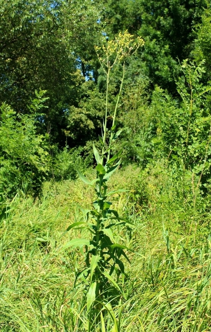 Изображение особи Sonchus palustris.