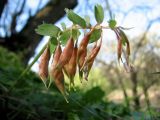 Corydalis solida