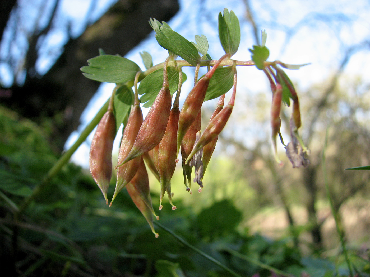 Image of Corydalis solida specimen.