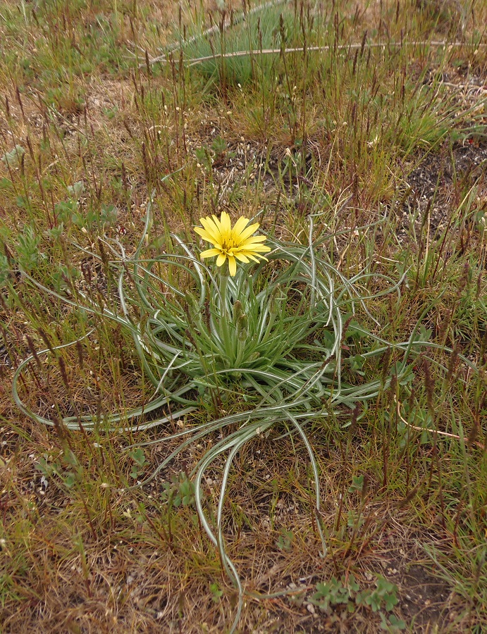 Image of Scorzonera mollis specimen.