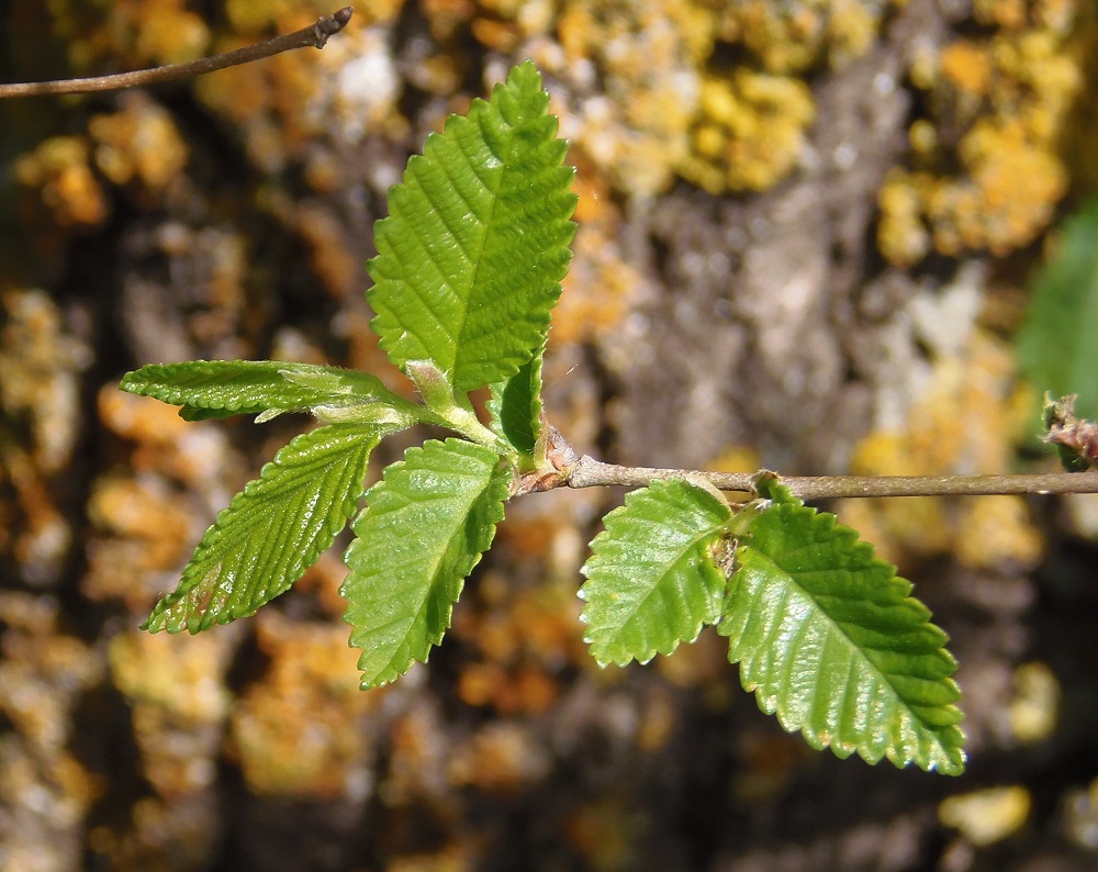 Изображение особи род Ulmus.