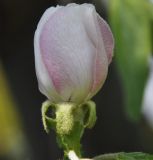 Cydonia oblonga