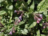 Pulmonaria officinalis. Верхушки цветущих растений. Москва, Воронцовский парк, лужайка в дубовой роще, в культуре или одичавшее. 15.05.2017.