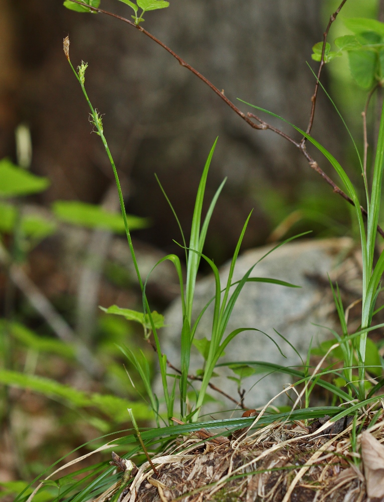 Image of Carex xiphium specimen.