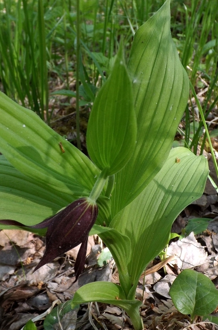 Изображение особи Cypripedium calceolus.