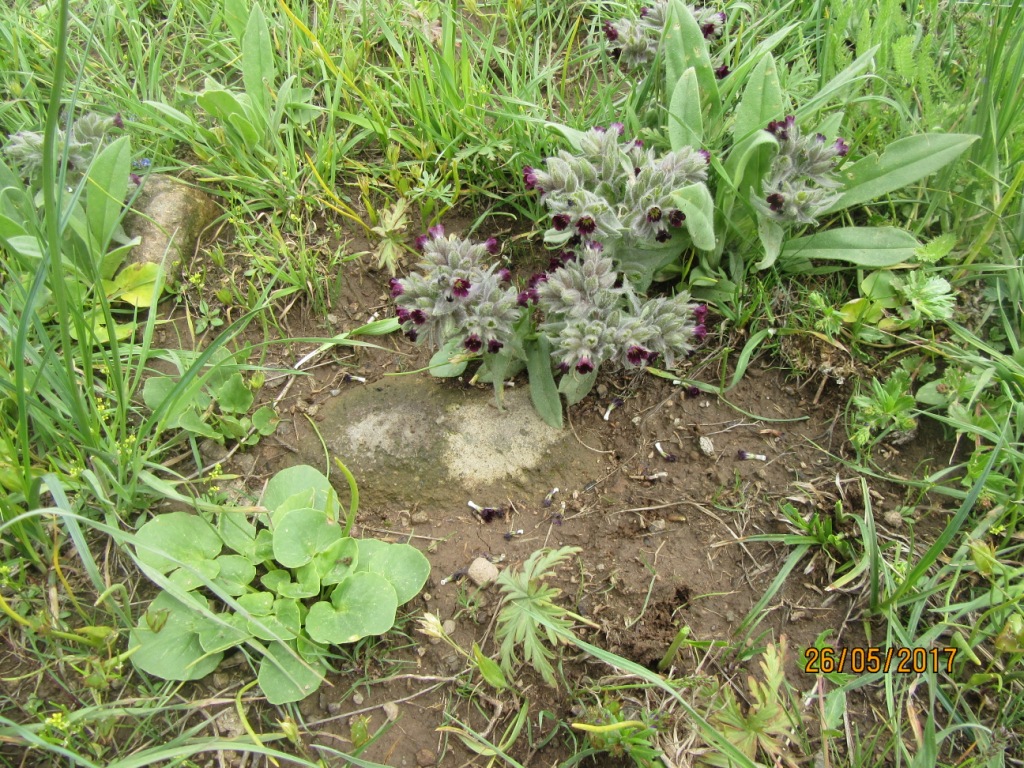 Image of Nonea pulla specimen.