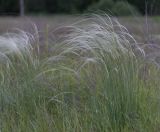 Stipa pennata