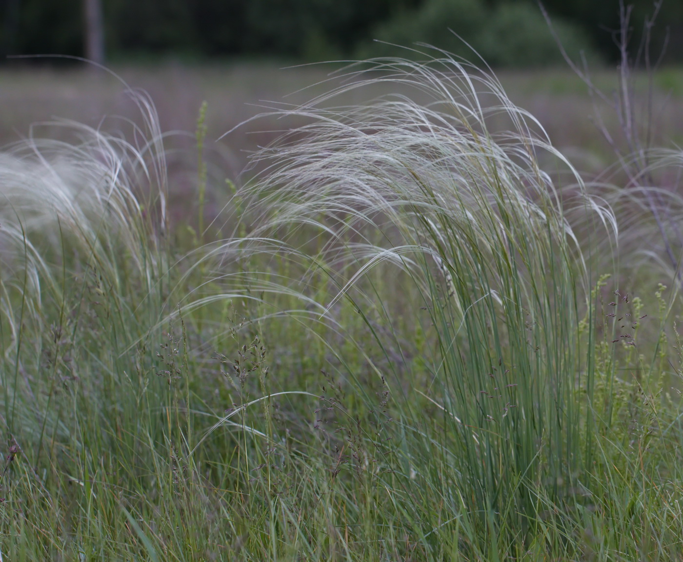 Image of Stipa pennata specimen.
