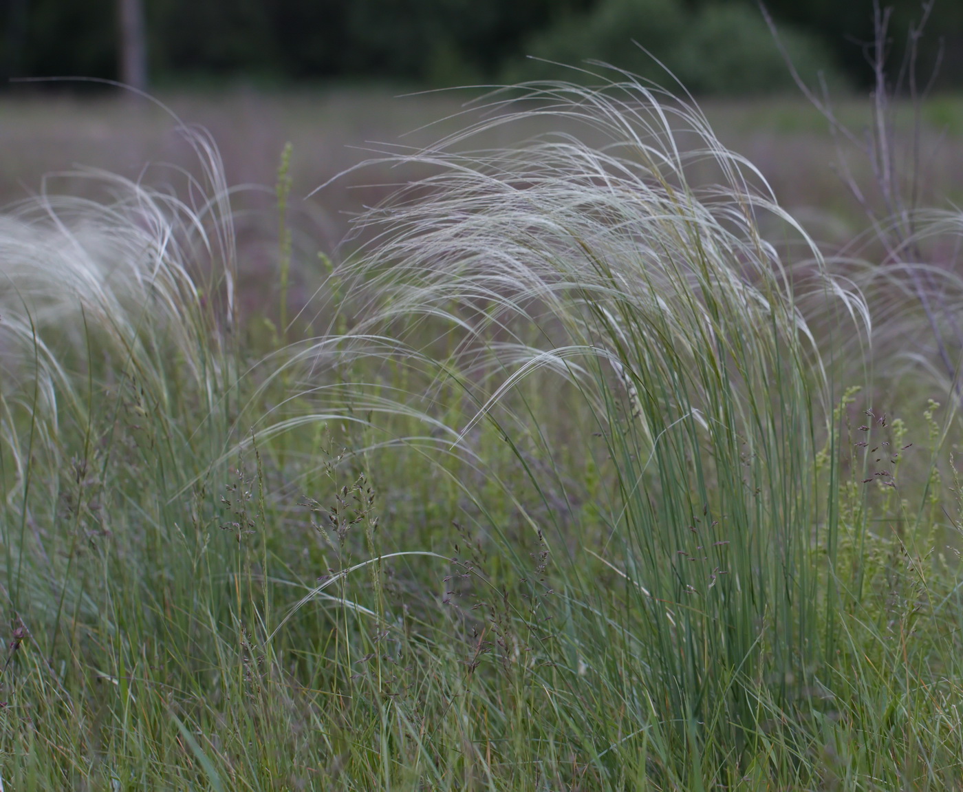 Изображение особи Stipa pennata.