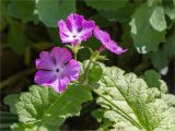 Primula sieboldii