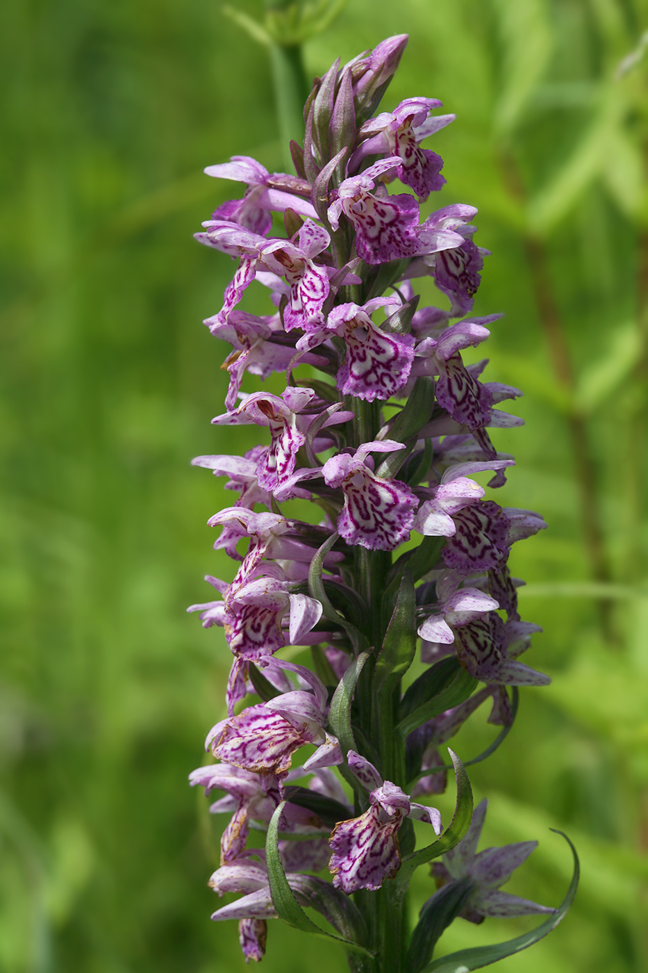 Image of Dactylorhiza baltica specimen.