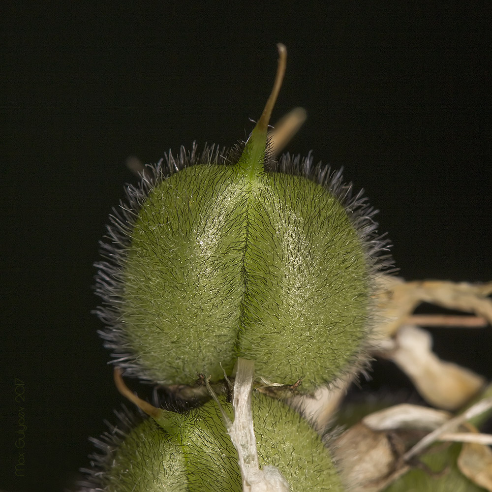 Изображение особи Astragalus cicer.