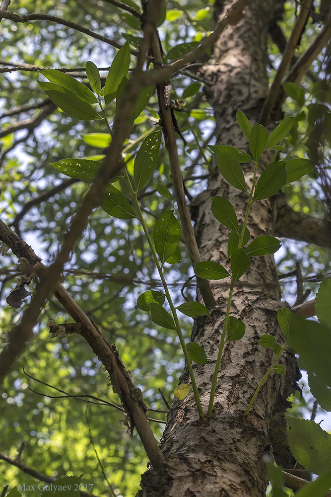 Image of genus Salix specimen.