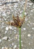 genus Bolboschoenus. Верхушка побега с соцветием. Крым, Нижнегорский р-н, заказник \"Присивашский\", песчано-ракушечный берег залива Сиваш близ устья р. Салгир. 10 июля 2017 г.