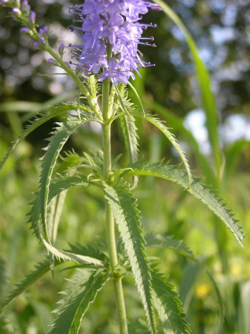 Image of Veronica longifolia specimen.