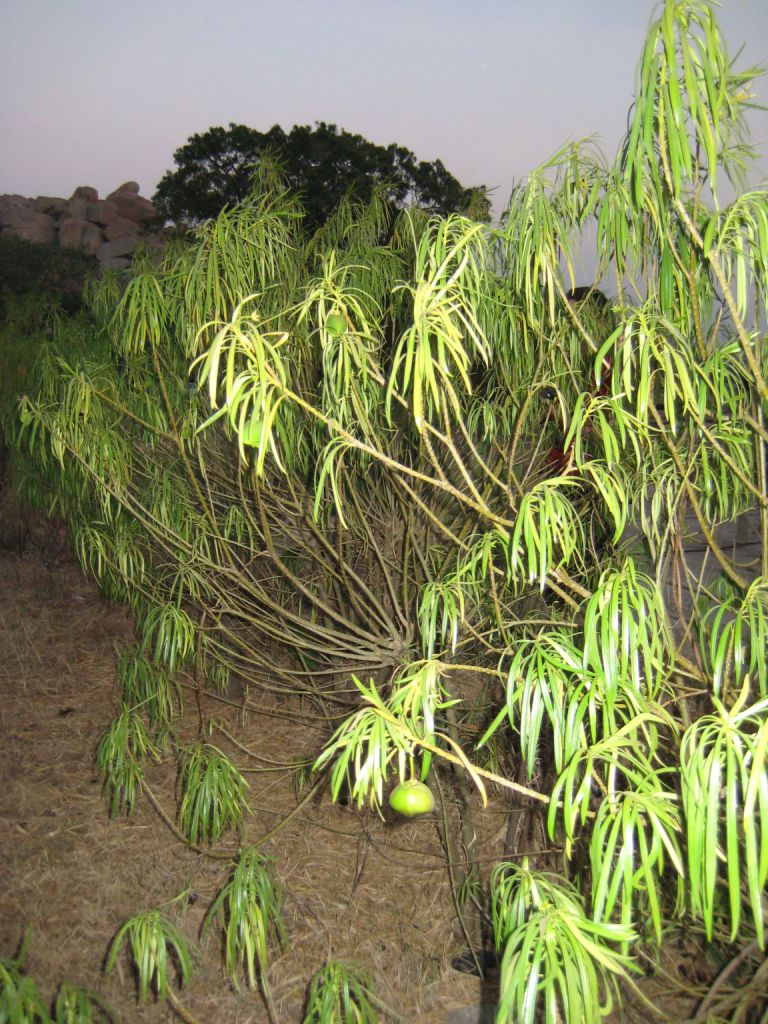 Image of Thevetia peruviana specimen.