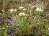 Anemonastrum sibiricum