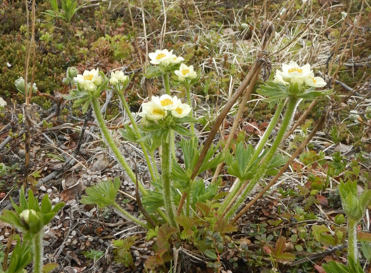 Image of Anemonastrum sibiricum specimen.