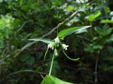 Arabis pendula