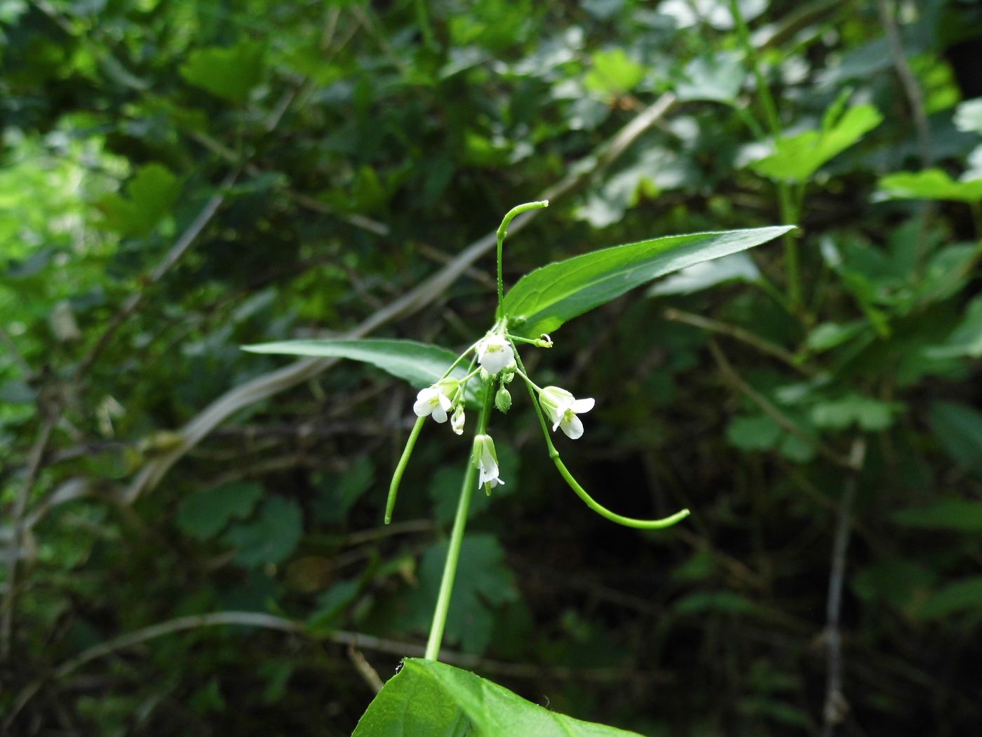 Изображение особи Arabis pendula.