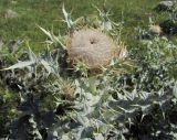 Cirsium cephalotes. Верхушка зацветающего растения. Кабардино-Балкария, Эльбрусский р-н, долина р. Ирик, ок. 2300 м н.у.м. 28.07.2017.