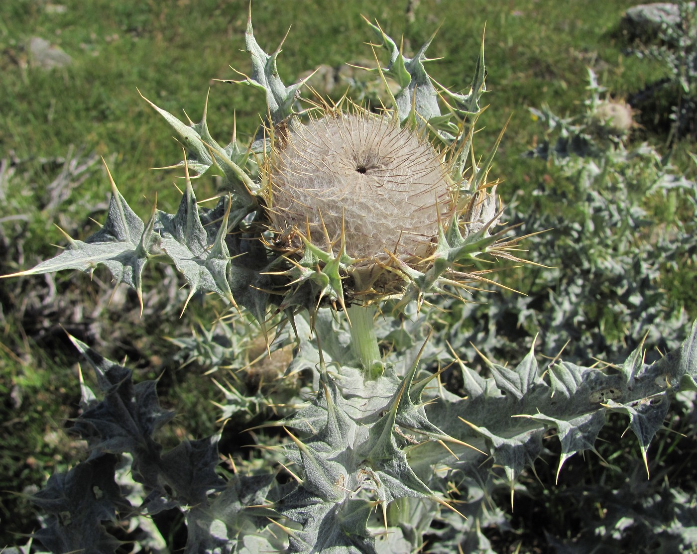 Изображение особи Cirsium cephalotes.