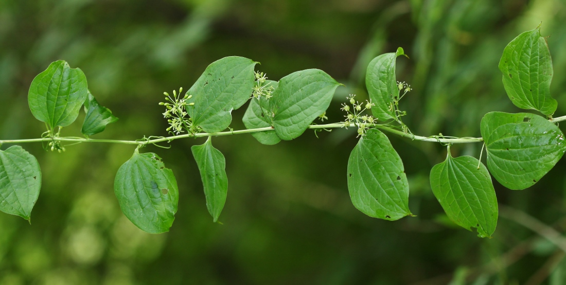 Image of Smilax maximowiczii specimen.