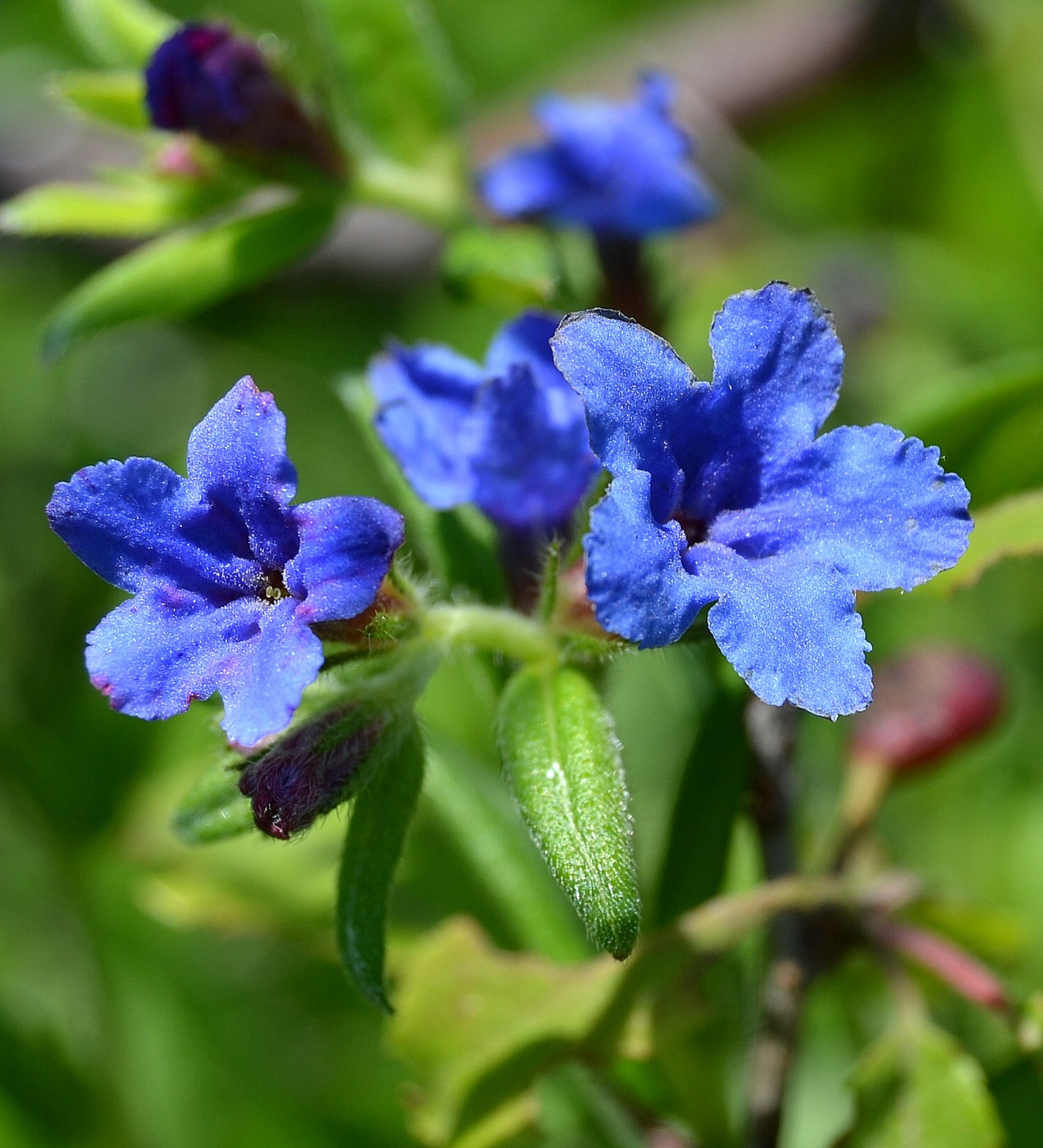 Изображение особи Aegonychon purpureocaeruleum.