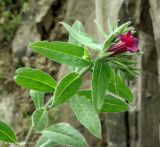 Echium amoenum