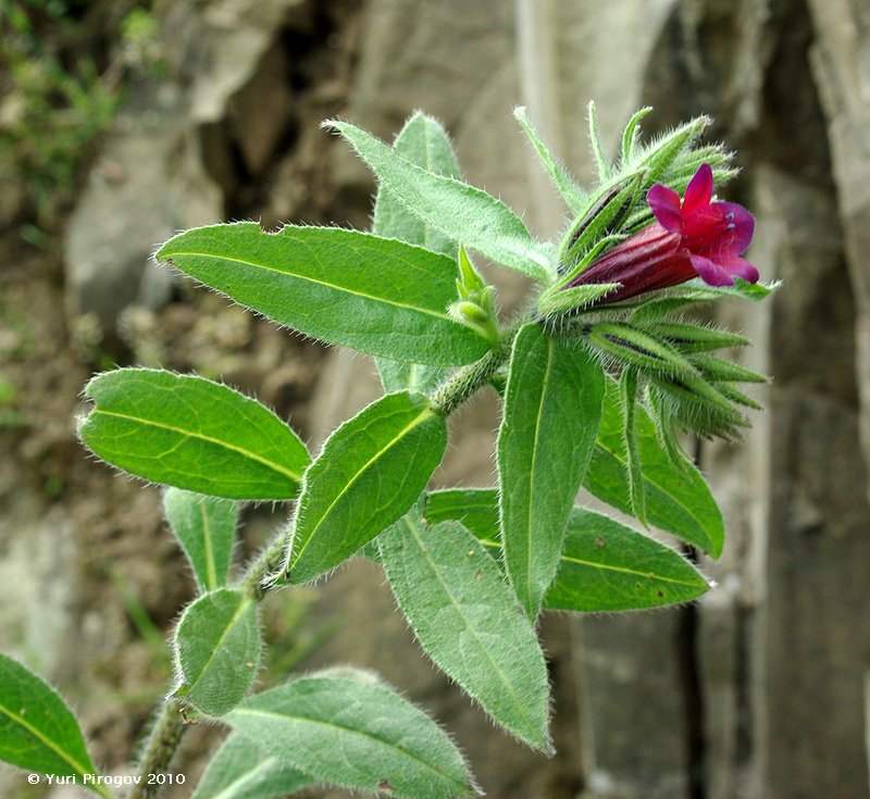 Image of Echium amoenum specimen.