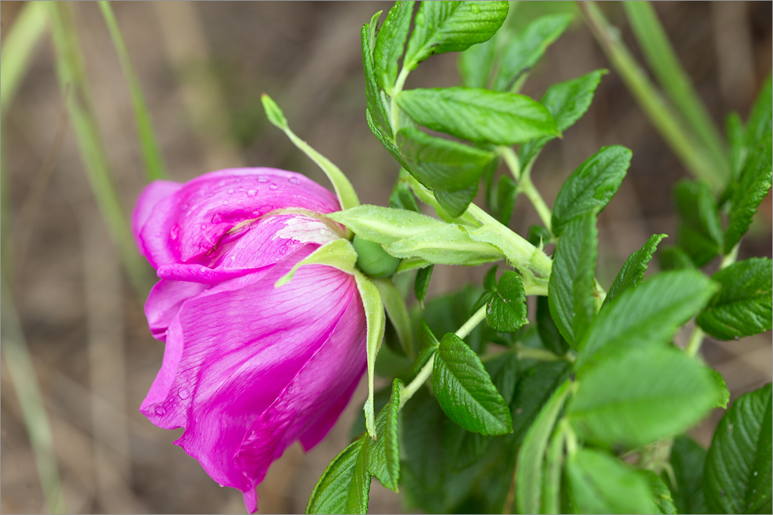 Изображение особи Rosa rugosa.