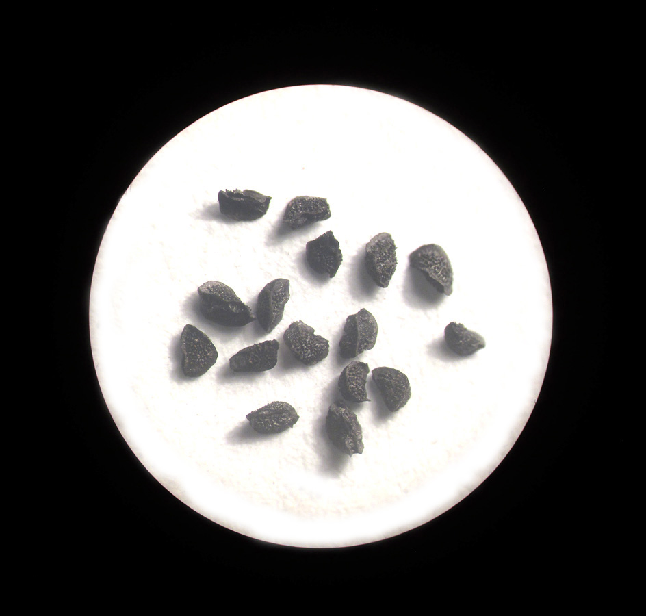 Image of Linaria sabulosa specimen.