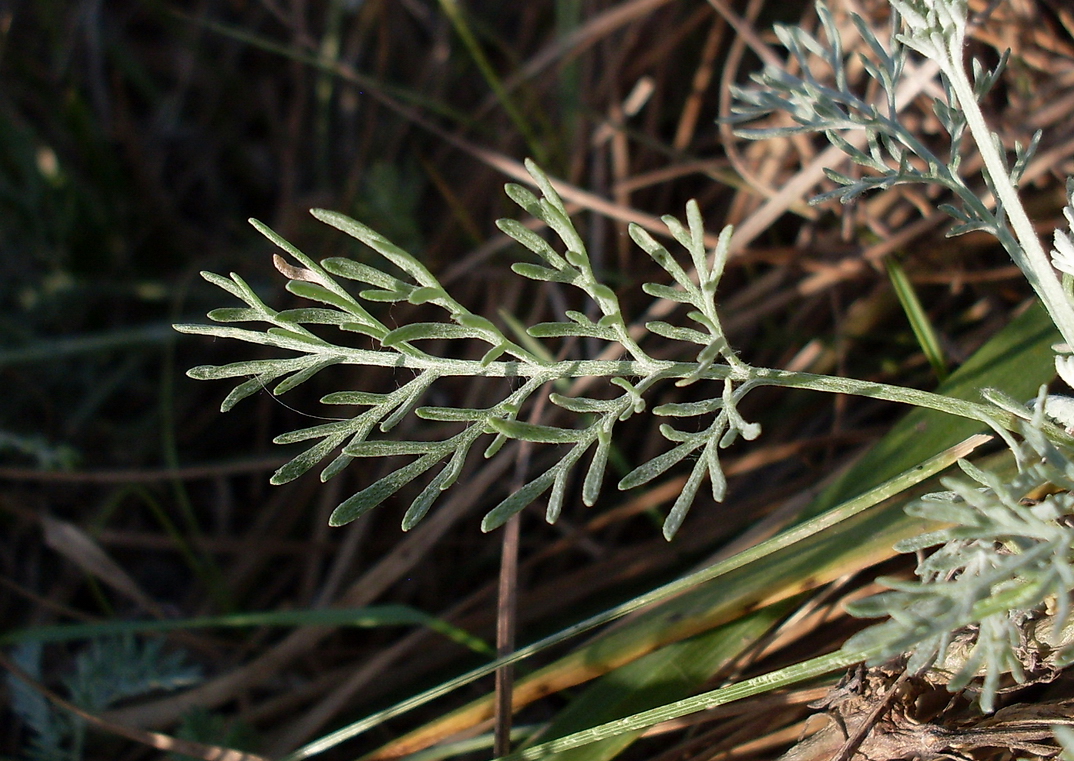 Image of Artemisia santonicum specimen.