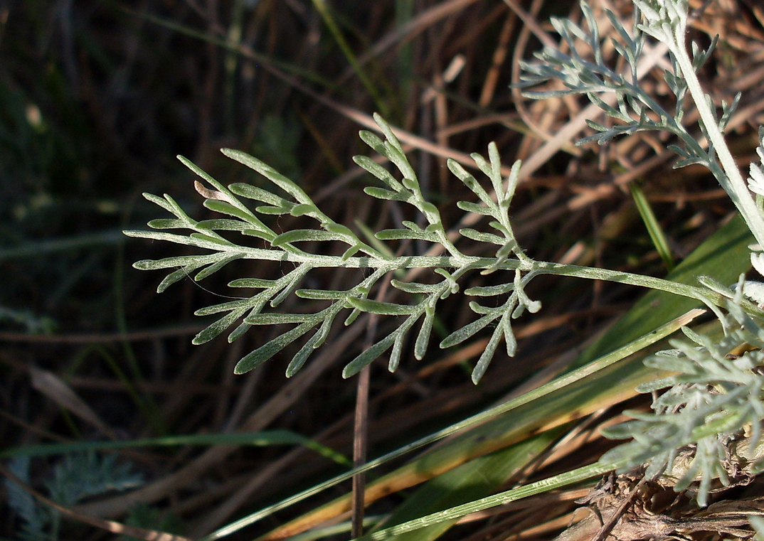 Изображение особи Artemisia santonicum.