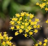 Anethum graveolens. Зонтичек. Восточный Казахстан, Уланский р-н, с. Украинка, дачный участок. 23.08.2016.