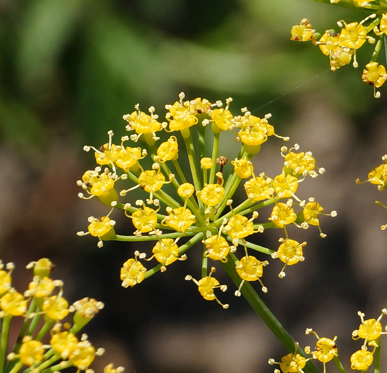 Изображение особи Anethum graveolens.