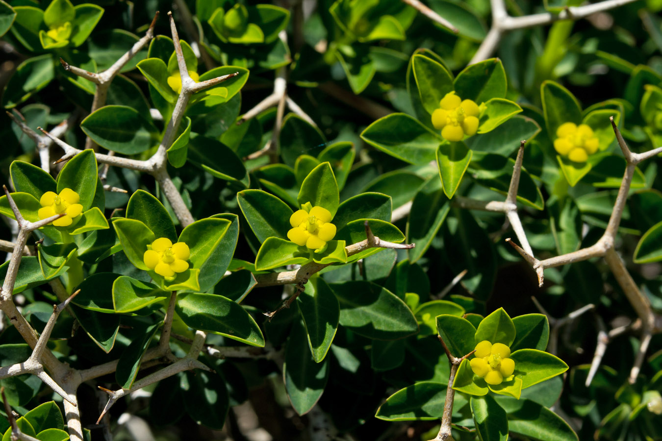Image of Euphorbia acanthothamnos specimen.