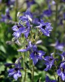 Delphinium oreophilum