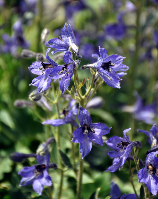 Изображение особи Delphinium oreophilum.