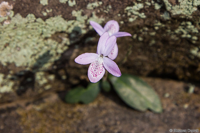 Изображение особи семейство Acanthaceae.