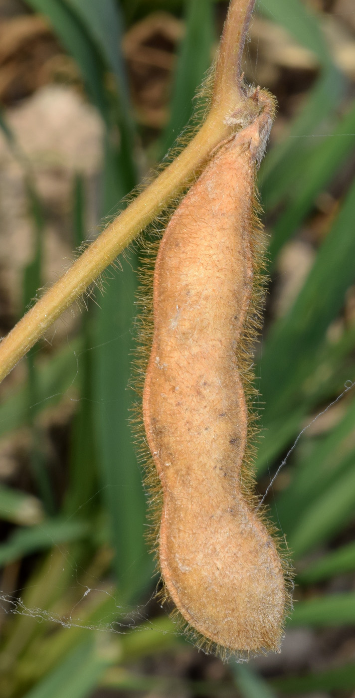 Image of Glycine max specimen.