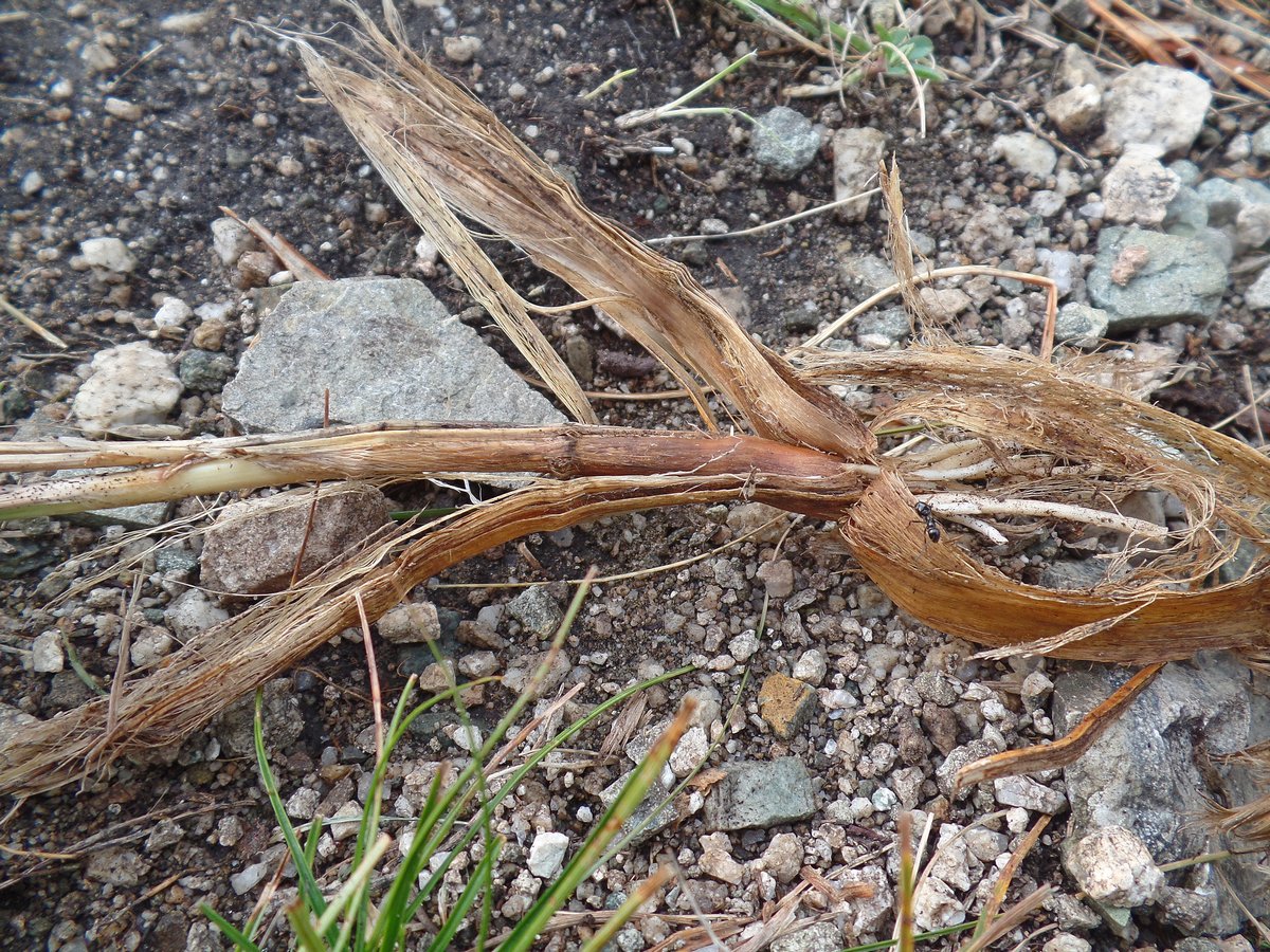 Image of Allium hymenorhizum specimen.