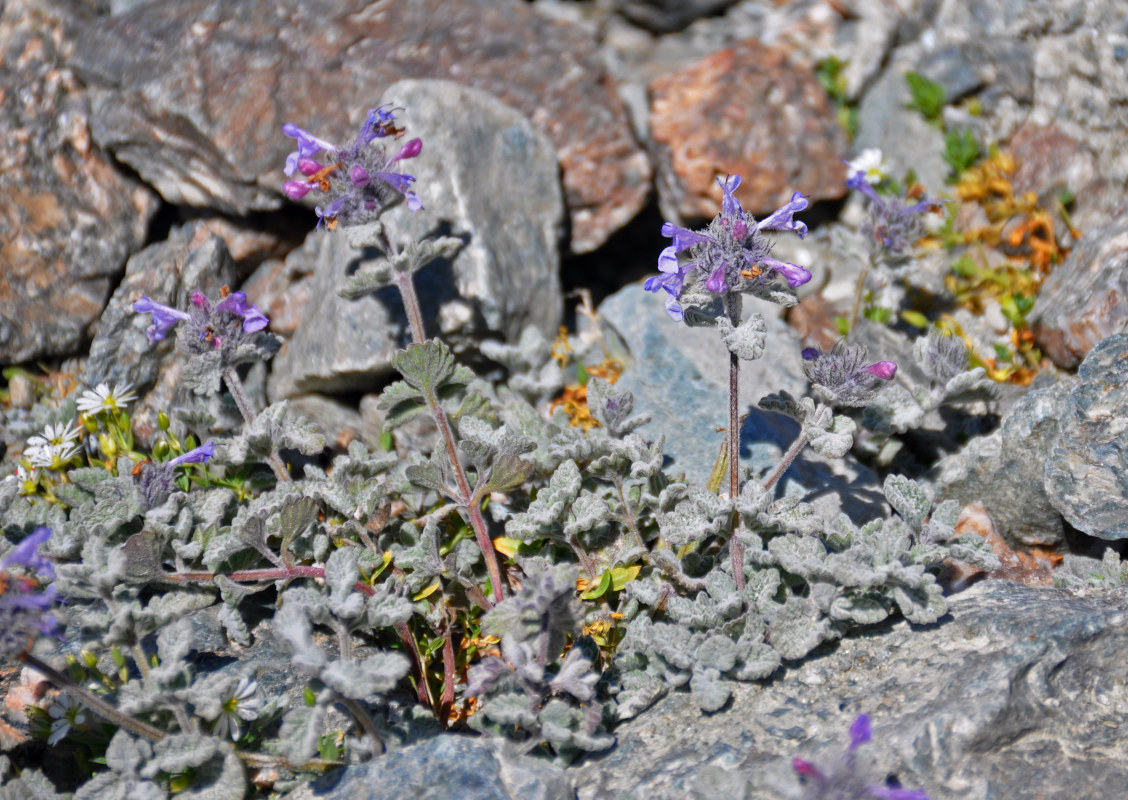 Изображение особи Nepeta kokanica.