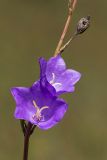 Campanula persicifolia. Часть побега с цветками и плодом (повторное цветение). Башкортостан, Гафурийский р-н, окр. дер. Ташлы, лесная поляна. 02.09.2017.