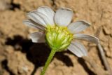 Anthemis chia. Соцветие-корзинка (вид со стороны обёртки). Греция, о-в Крит, ном Ханья (Νομός Χανίων), дим Платаньяс (Δήμος Πλατανιά), горный массив Лефка Ори (Λευκά Όρη), урочище Ксилоскало (Ξυλόσκαλο), ≈ 1300 м н.у.м., каменистый склон. 23 июня 2017 г.