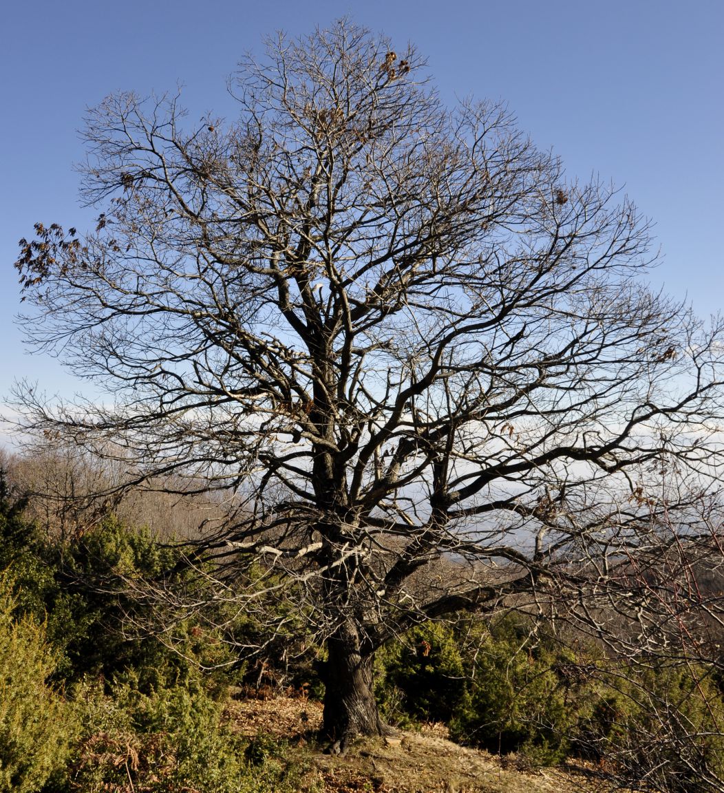 Image of Castanea sativa specimen.