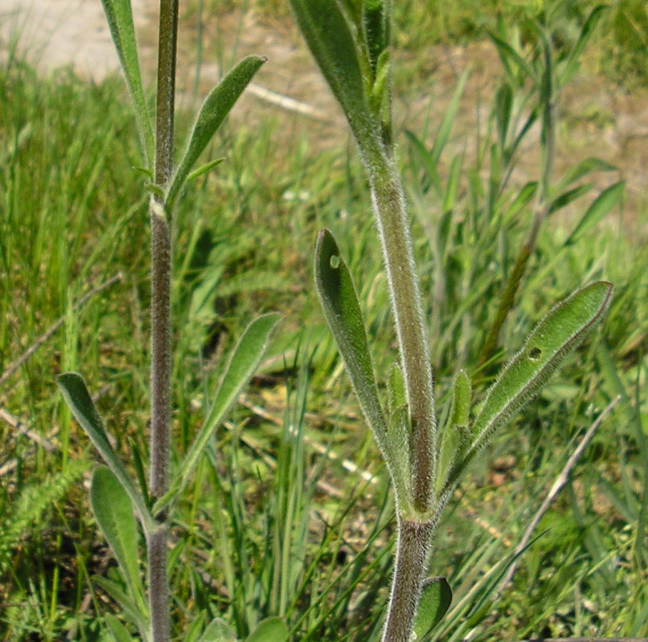 Изображение особи Silene chersonensis.