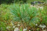 Pinus sibirica. Молодые растения. Западный Саян, Ергаки, окр. озера Светлое. Август 2008 г.